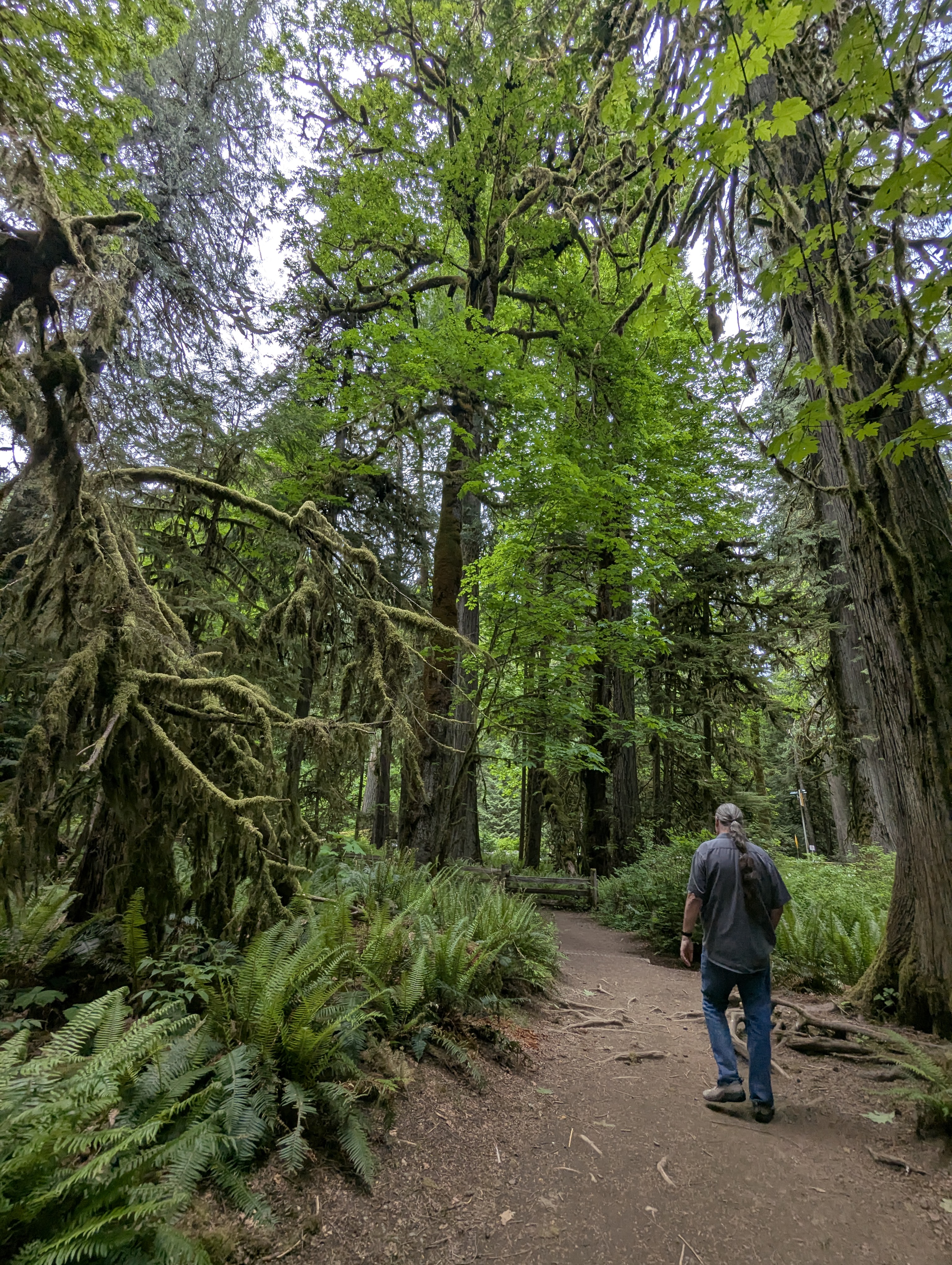 Birthday Trip to Canada, Cathedral Grove, Vancouver Island